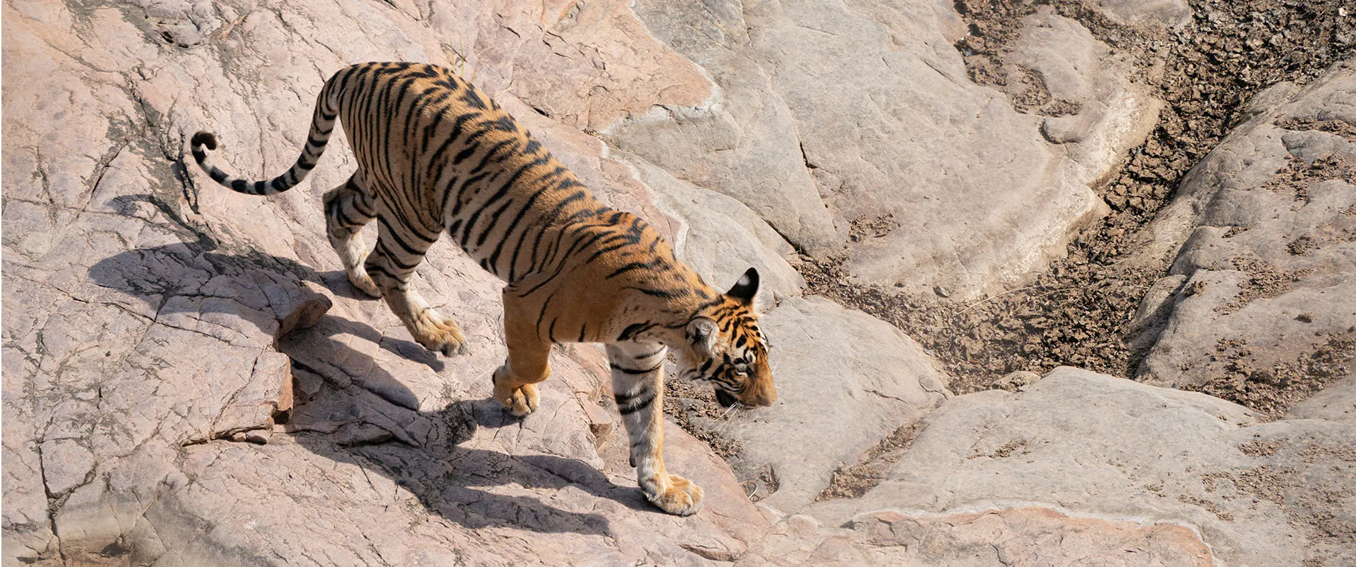 Wildlife Safari in Ranthambore National Park