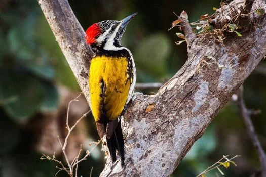 Bird Watching in Ranthambore National Park