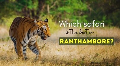 Which safari is best in Ranthambore? | Eye Of The Tiger