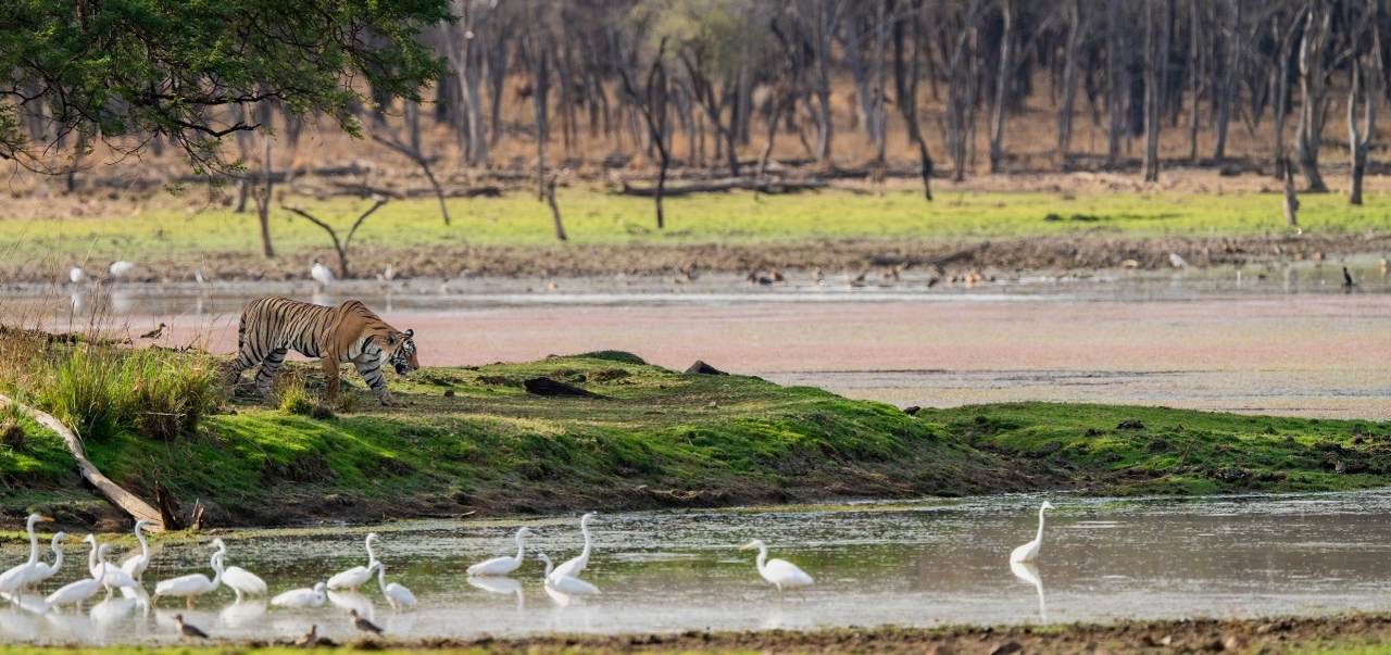 Contact Eye Of The Tiger — Ranthambore Safari