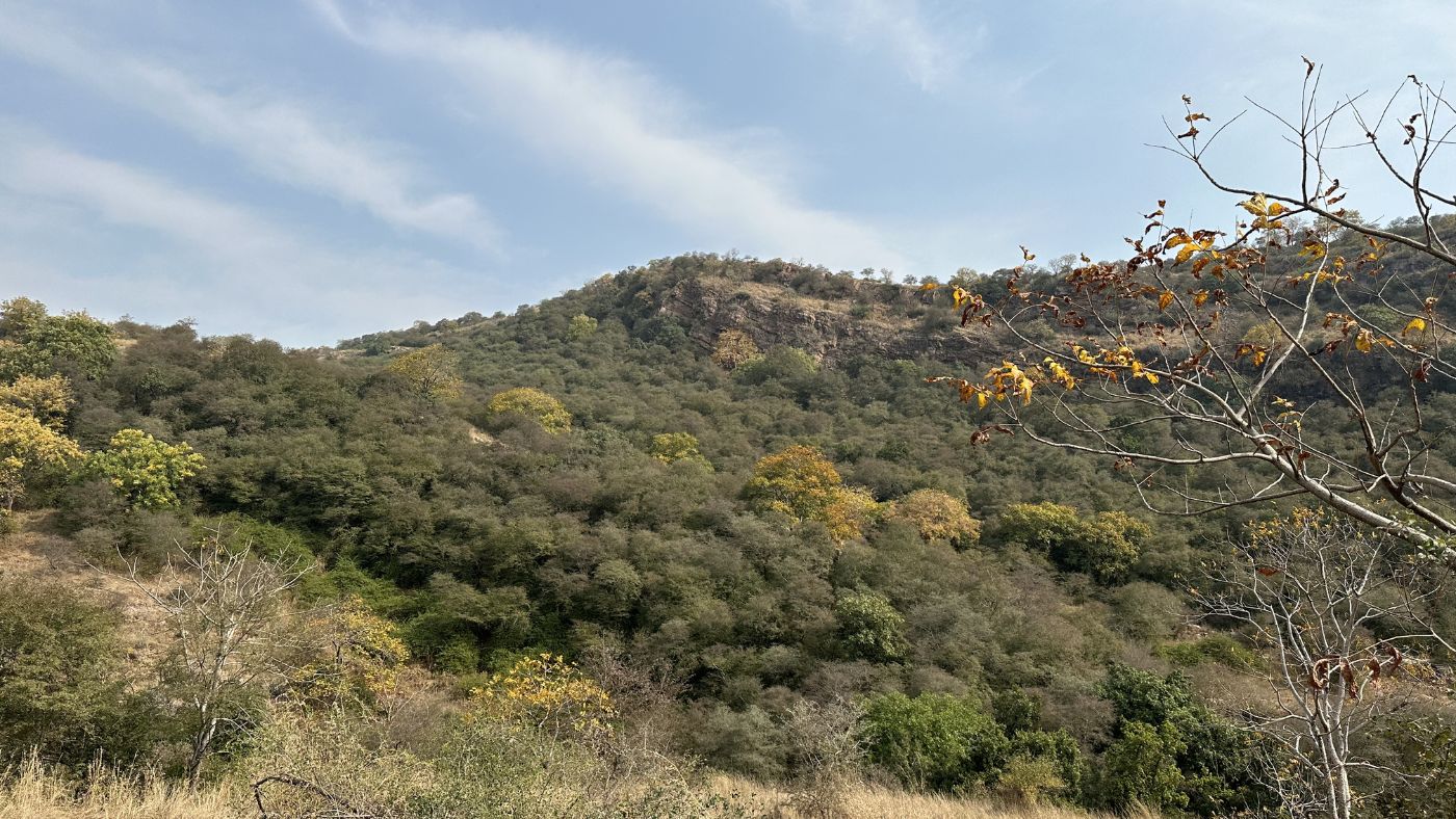 Ranthambore Safari FAQs — Eye Of The Tiger