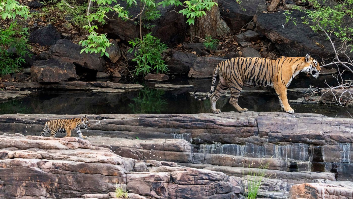 Ranthambore Wildlife Photo Gallery