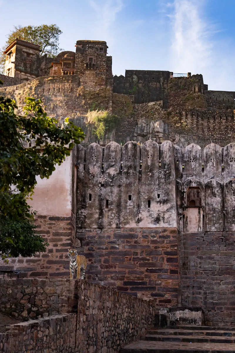 Royal Bengal Tiger in Ranthambore National Park