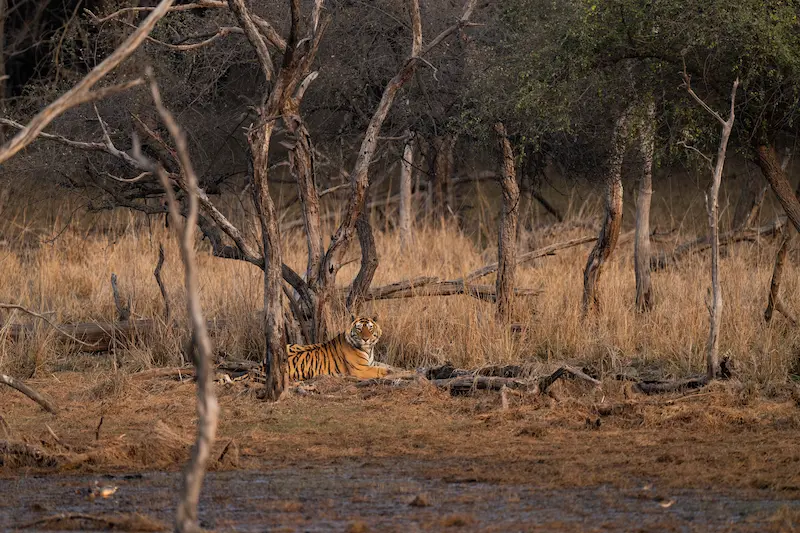 Forest landscape in Ranthambore National Park
