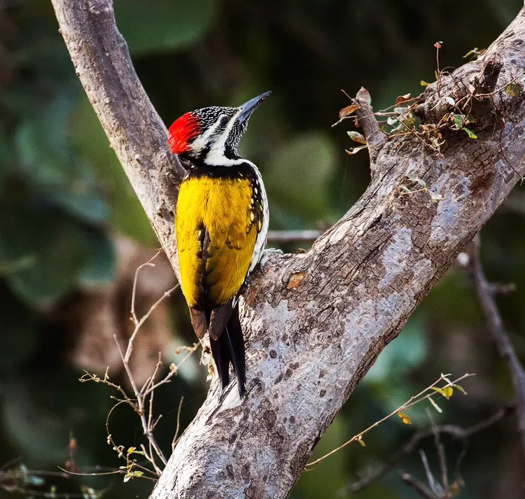 Scenic landscape of Ranthambore National Park