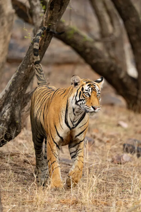 Leopard in Ranthambore National Park
