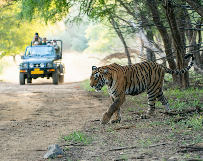 Royal Bengal Tiger — Why Choose Ranthambore Safari