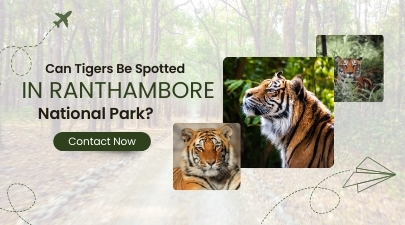 Three Tigers with a background and text written "Can tigers be spotted in Ranthambore National Park?"