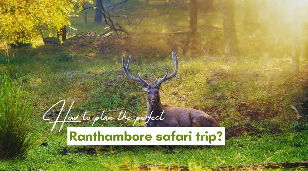 How to plan the perfect Ranthambore safari trip?