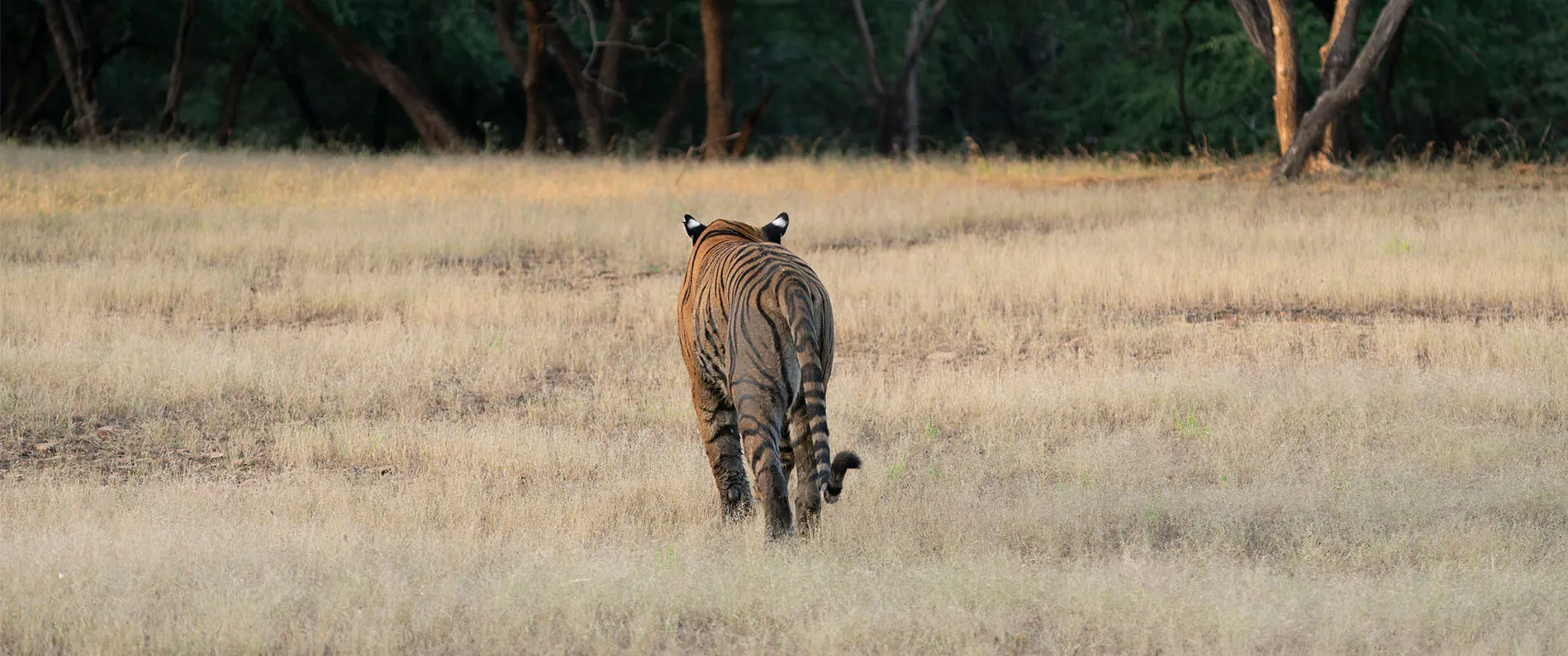 During the Ranthambore tiger safari, we captured the roaming tiger on the fields giving a great view. Do go on the safari.