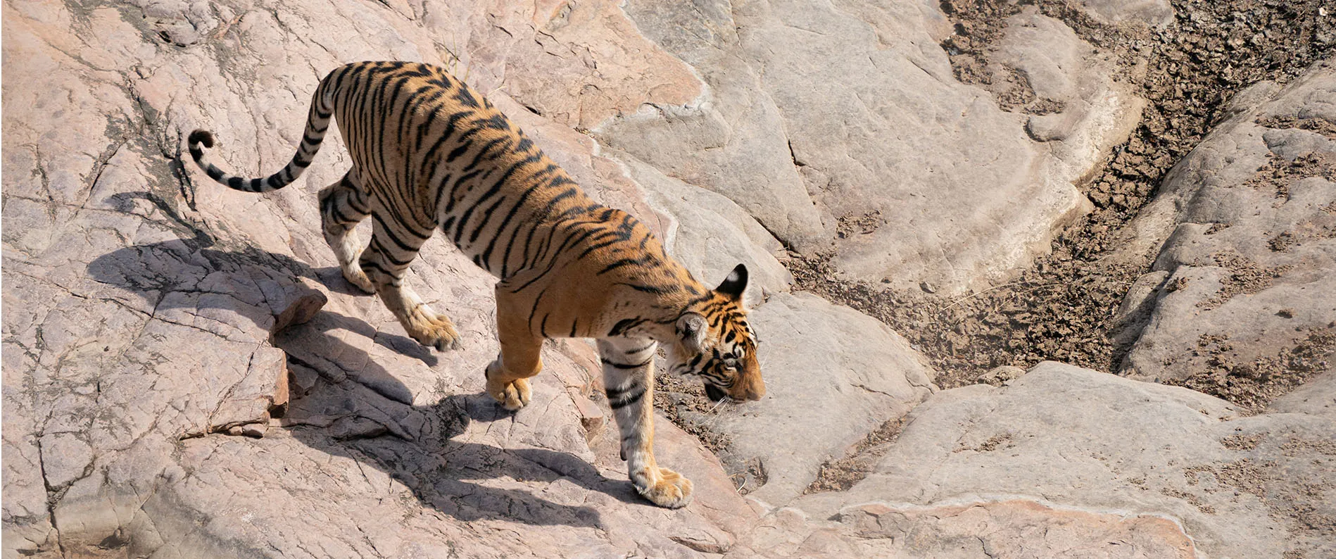 The executive of Eye of the Tiger captures the tiger walking on the rocks of Ranthambore. Get best Ranthambore safari package