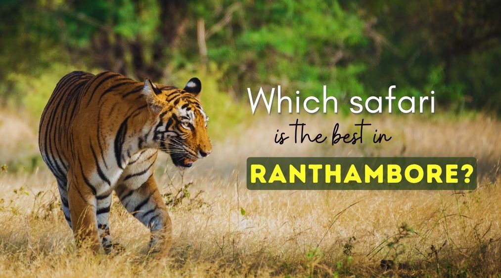 Which safari is best in Ranthambore?